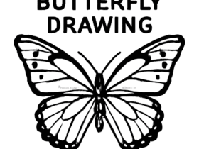 Butterfly Drawing