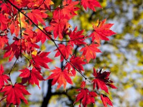Autumn