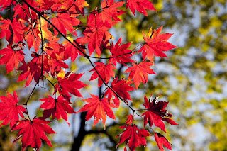 Autumn