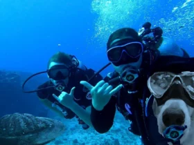 What Is dnoga1b2c3d4? A Deep Dive Into the Mystery